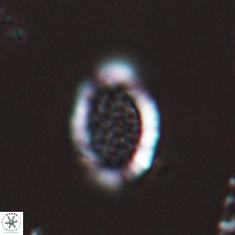 Falklandicus reticulatus 18389