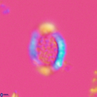 Falklandicus reticulatus 18390