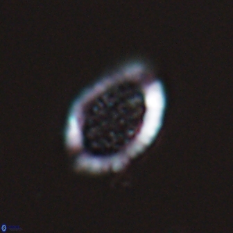 Falklandicus reticulatus 18391