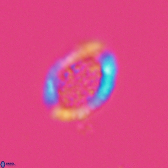 Falklandicus reticulatus 18392