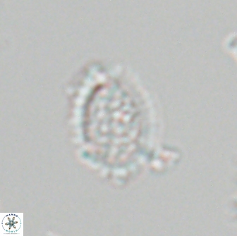 Falklandicus reticulatus 18393