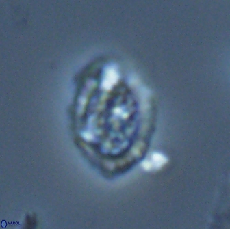 Falklandicus reticulatus 18394