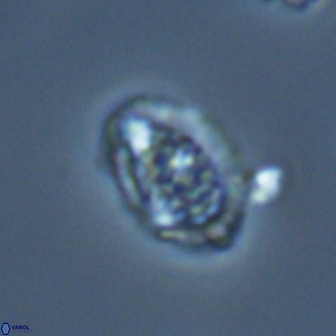 Falklandicus reticulatus 18395