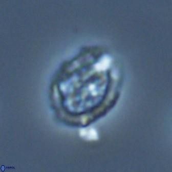 Falklandicus reticulatus 18396