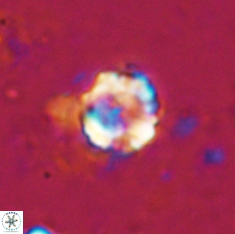 Farhania varolii 14440