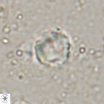 Farhania varolii 14441
