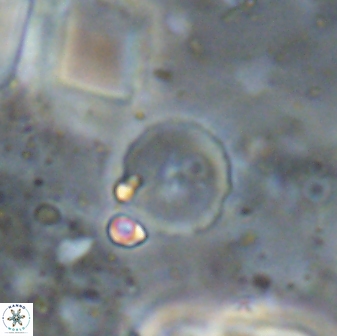 Farhania varolii 14595