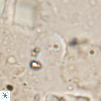 Farhania varolii 14593