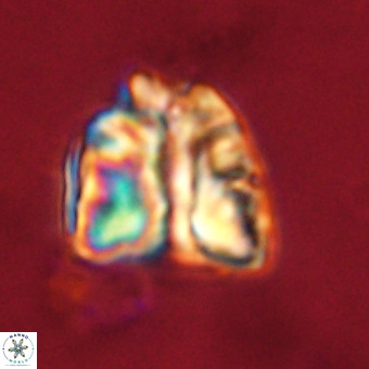 Fasciculithus bobbii VR 00046