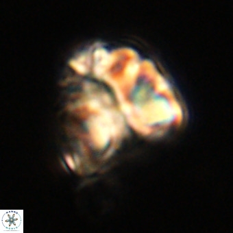 Fasciculithus bobbii VR 00048