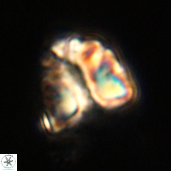 Fasciculithus bobbii VR 00049