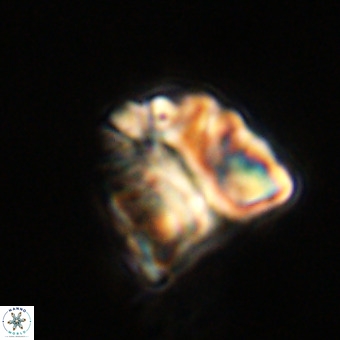Fasciculithus bobbii VR 00052