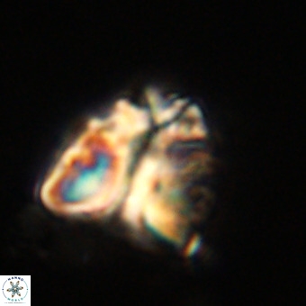 Fasciculithus bobbii VR 00053