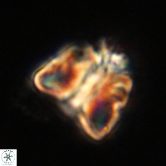 Fasciculithus bobbii VR 00057