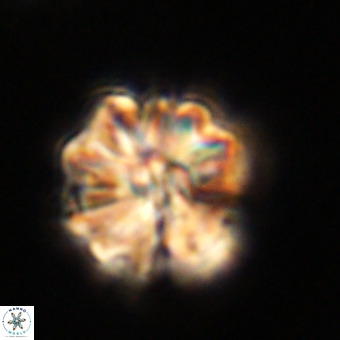 Fasciculithus bobbii VR 00033
