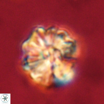 Fasciculithus bobbii VR 00034