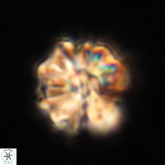 Fasciculithus bobbii VR 00035