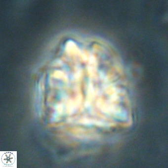 Fasciculithus bobbii VR 00039