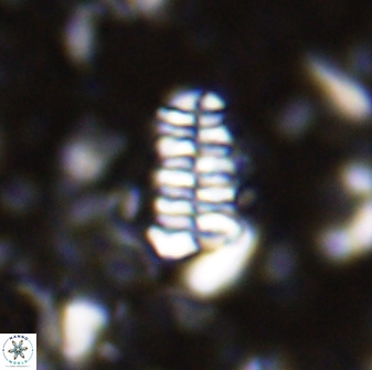 Faviconus multicolumnatus 33292
