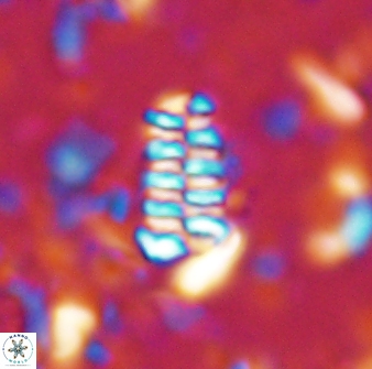 Faviconus multicolumnatus 33293