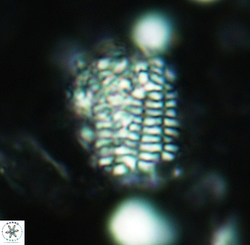 Faviconus multicolumnatus 5282