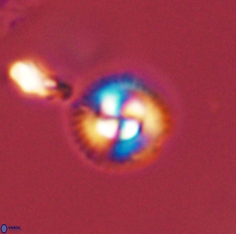 Foteinosolines supremus 45159