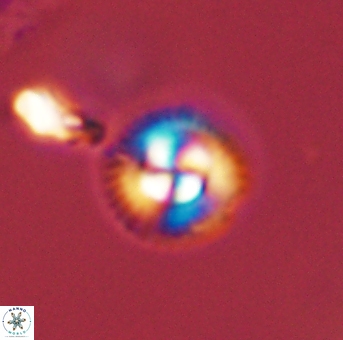Foteinosolines supremus 45159