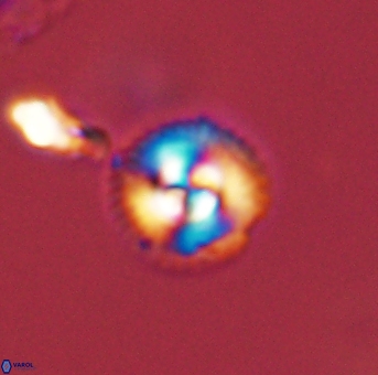 Foteinosolines supremus 45161