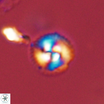 Foteinosolines supremus 45161