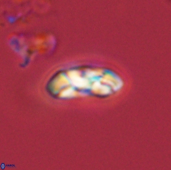 Foteinosolines supremus 45164