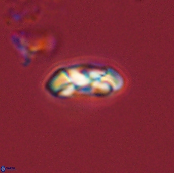 Foteinosolines supremus 45168