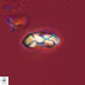 Foteinosolines supremus 45168