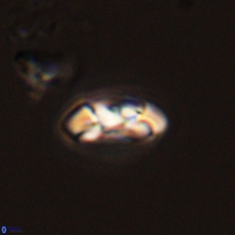 Foteinosolines supremus 45169