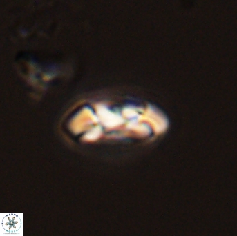 Foteinosolines supremus 45169
