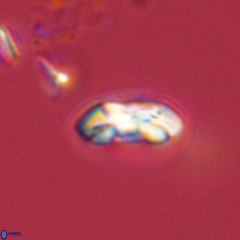 Foteinosolines supremus 45171