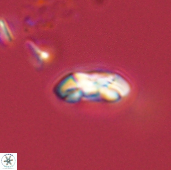 Foteinosolines supremus 45171