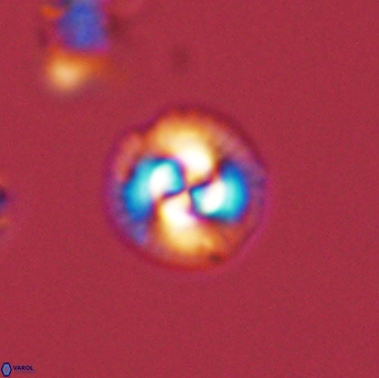 Foteinosolines supremus 45172