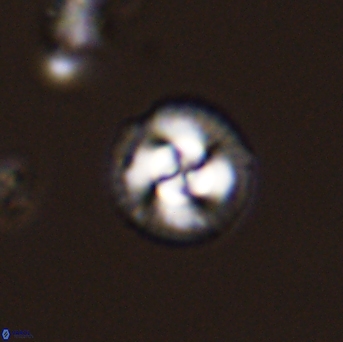 Foteinosolines supremus 45173