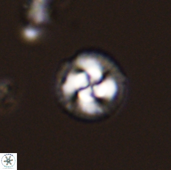 Foteinosolines supremus 45173