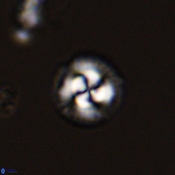 Foteinosolines supremus 45174
