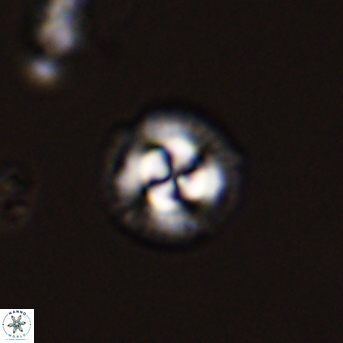 Foteinosolines supremus 45174