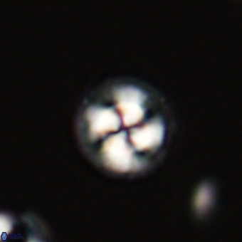Foteinosolines supremus 68183
