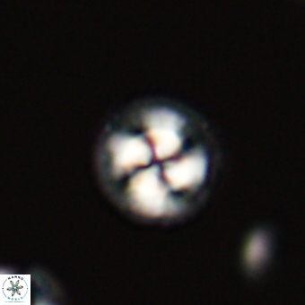 Foteinosolines supremus 68183