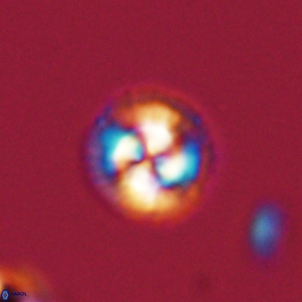 Foteinosolines supremus 68184
