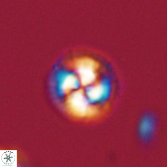 Foteinosolines supremus 68184