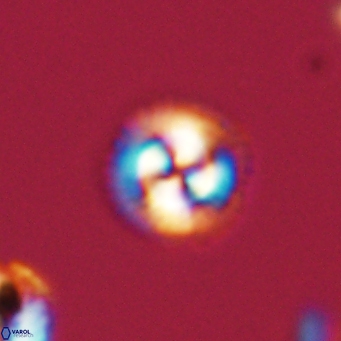 Foteinosolines supremus 68187