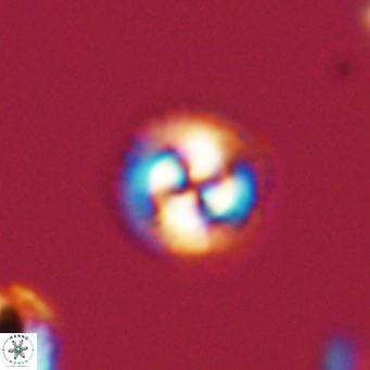 Foteinosolines supremus 68187