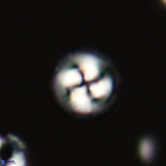 Foteinosolines supremus 68188