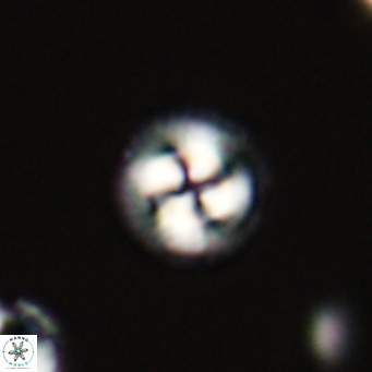 Foteinosolines supremus 68188