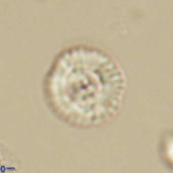Foteinosolines supremus 68189